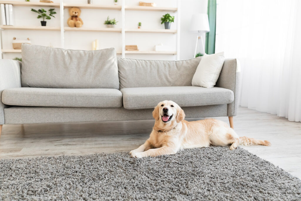 The Perfect Paw-Friendly Floor, Vinyl is Great for Pets by Carpet to Go